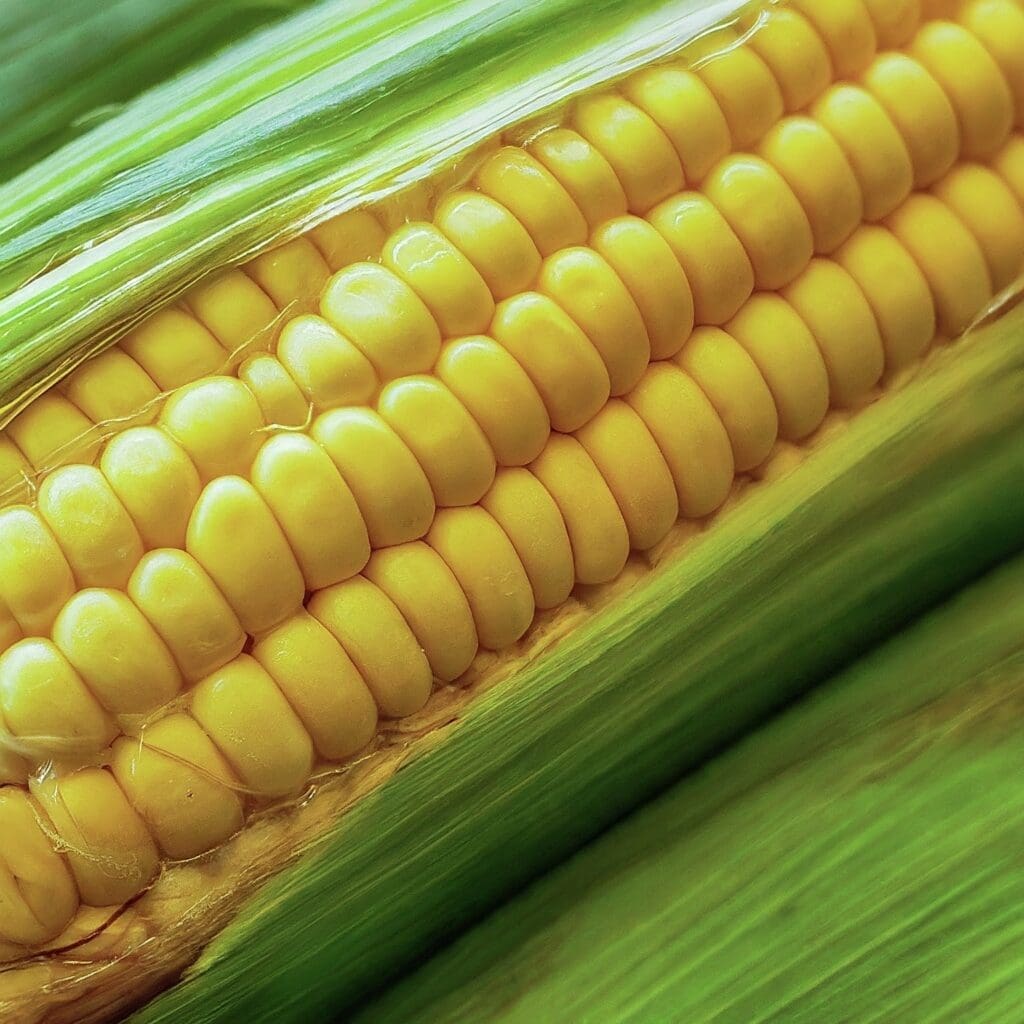 Nutritious Diet: 25 Amazing Varieties of Fiber-Rich Nigerian Foods for a Healthier You 3 Corn