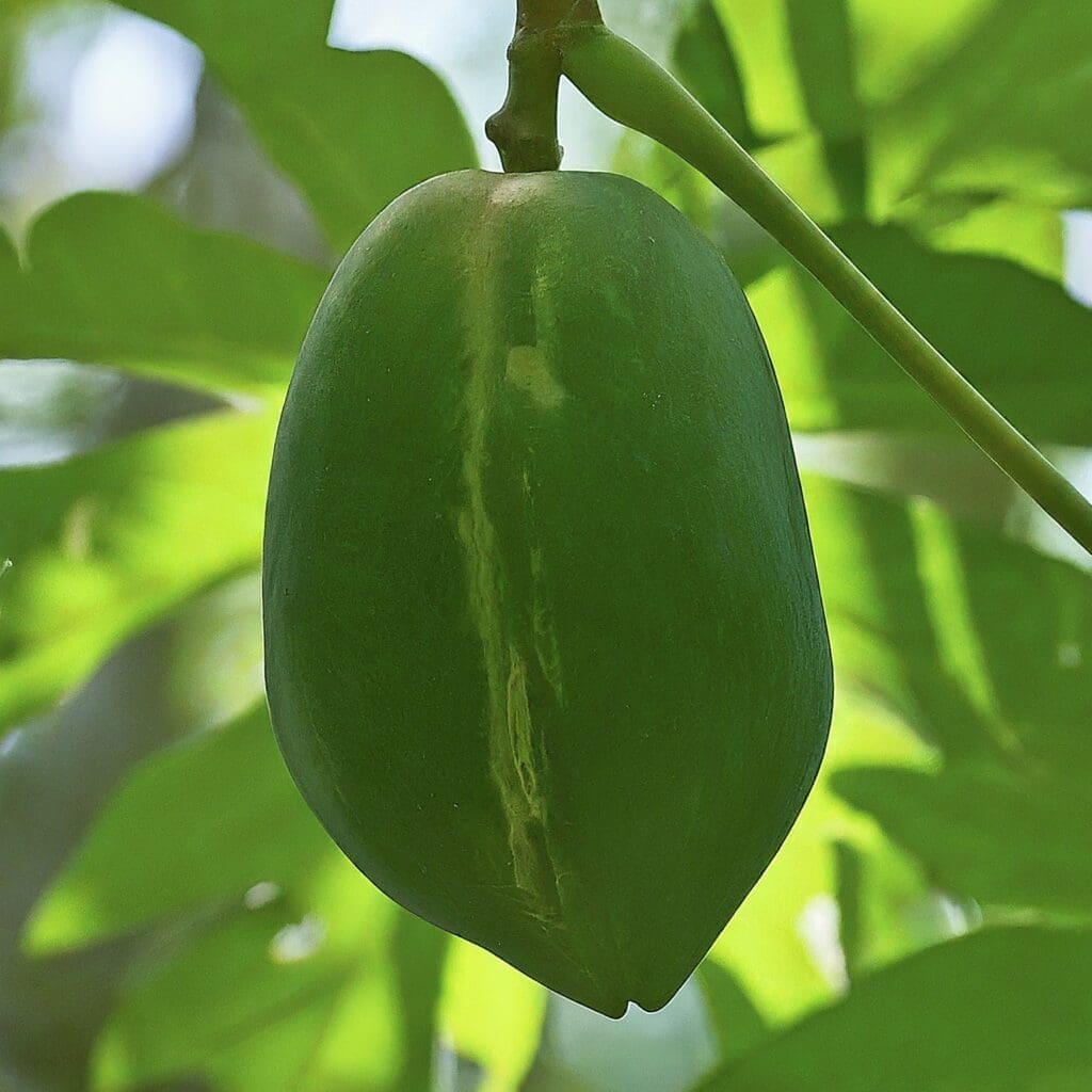 Image-of-Pawpaw